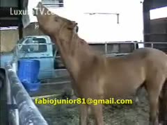 In this beastiality film, a horny full-sized horse mounts a prepared farmhand from behind.